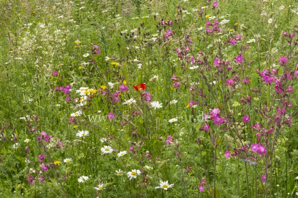 Fokus-Natur Bild
