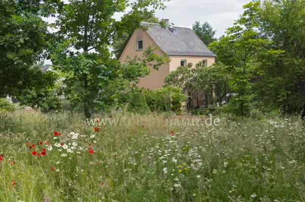 Fokus-Natur Bild