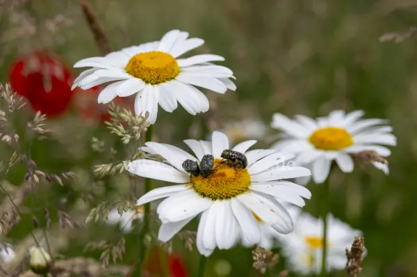 Fokus-Natur Bild