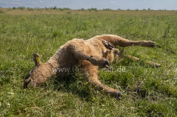 Fokus-Natur Bild