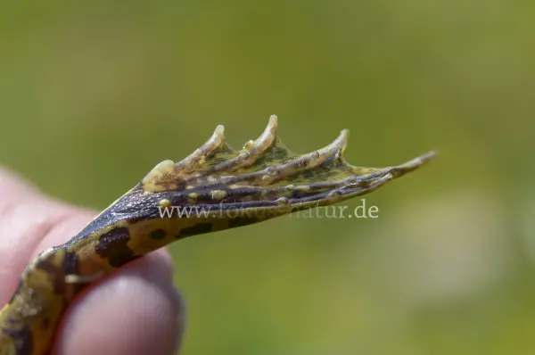 Fokus-Natur Bild