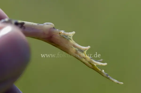 Fokus-Natur Bild
