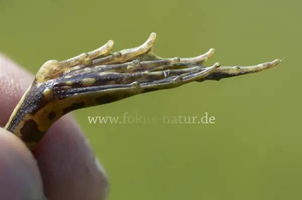 Fokus-Natur Bild
