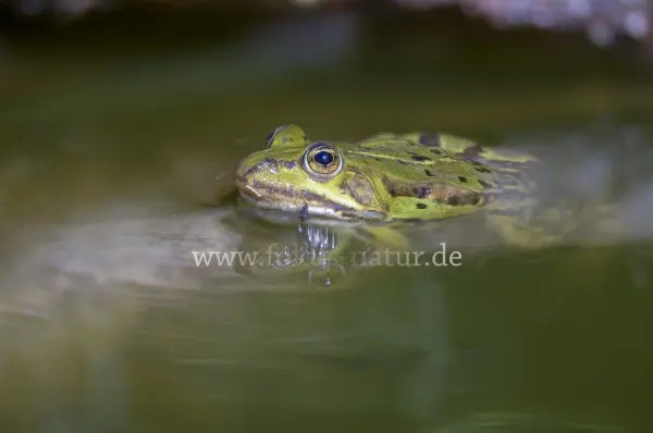 Fokus-Natur Bild