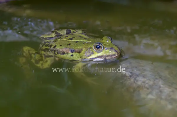Fokus-Natur Bild