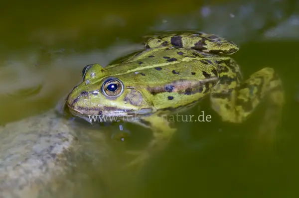 Fokus-Natur Bild