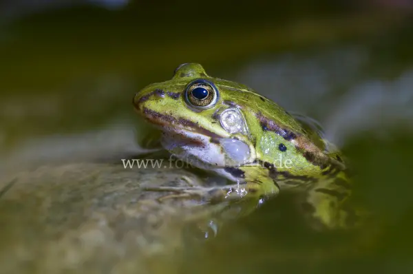 Fokus-Natur Bild