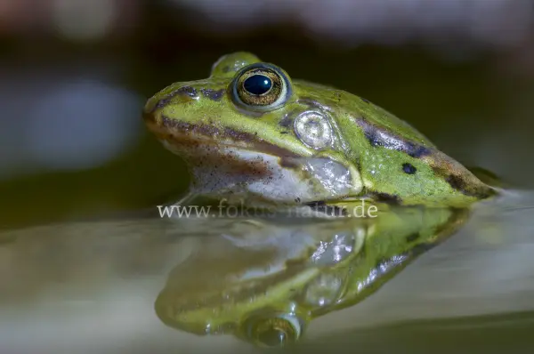 Fokus-Natur Bild