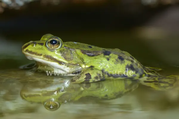Fokus-Natur Bild
