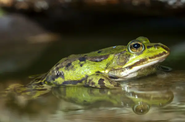 Fokus-Natur Bild