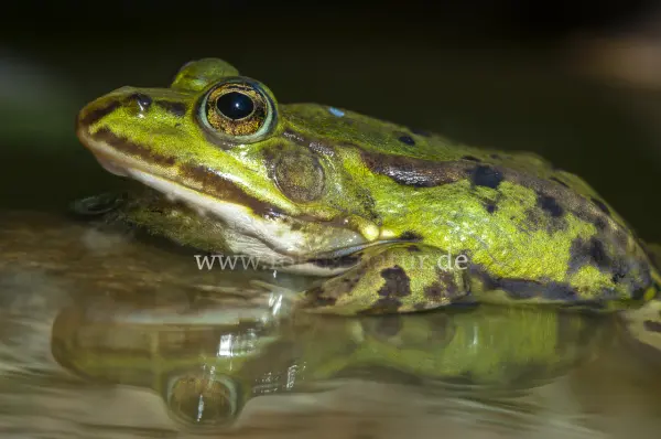 Fokus-Natur Bild