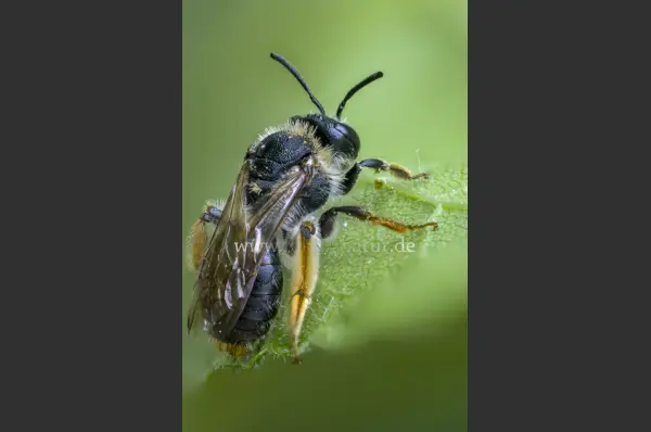 Fokus-Natur Bild