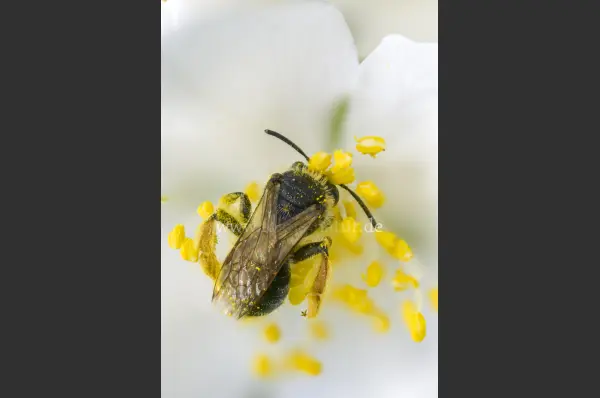 Fokus-Natur Bild