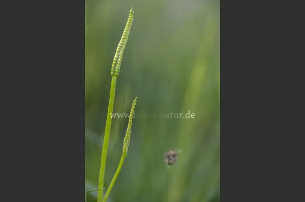 Fokus-Natur Bild