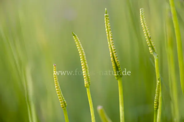 Fokus-Natur Bild