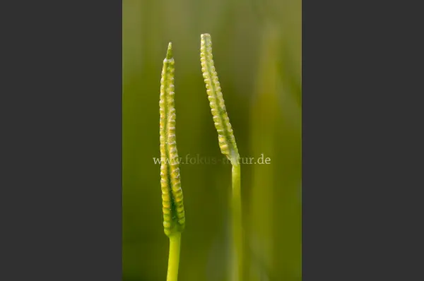 Fokus-Natur Bild