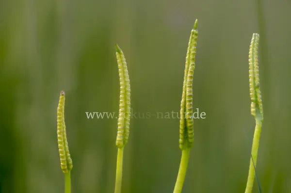 Fokus-Natur Bild