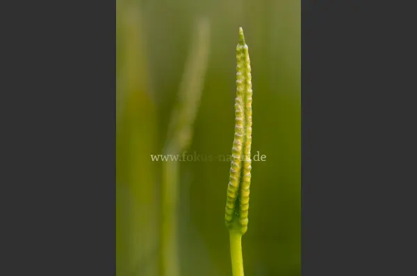 Fokus-Natur Bild