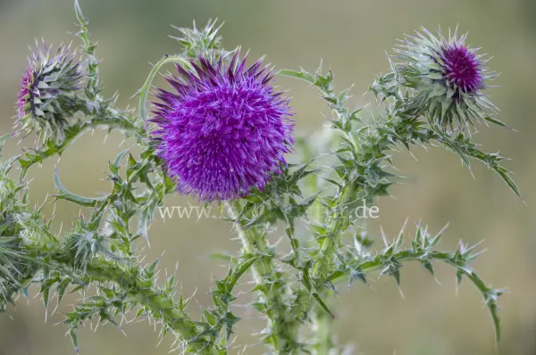 Fokus-Natur Bild