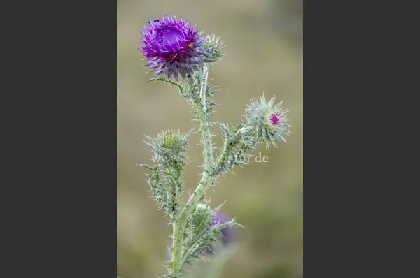 Fokus-Natur Bild