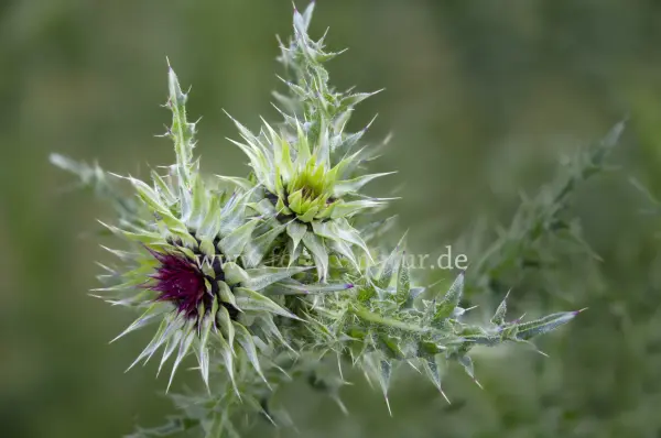 Fokus-Natur Bild