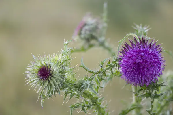 Fokus-Natur Bild