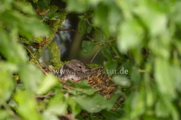 Fokus-Natur Bild