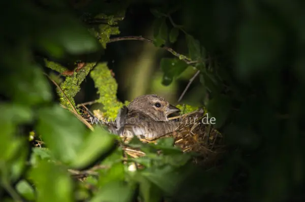 Fokus-Natur Bild