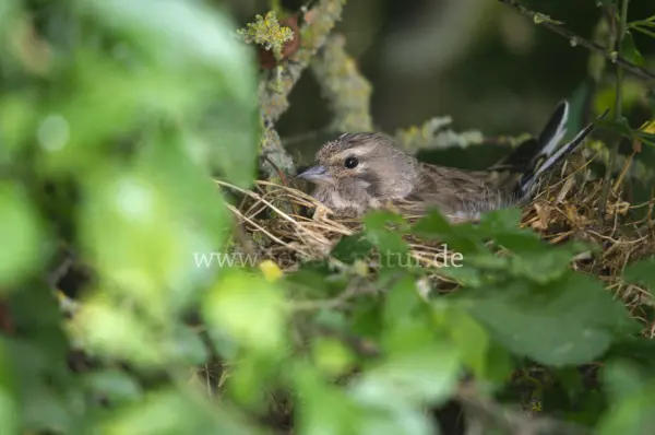 Fokus-Natur Bild