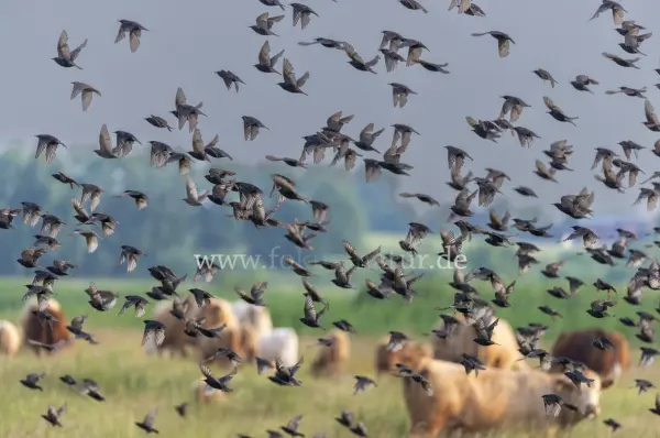 Fokus-Natur Bild