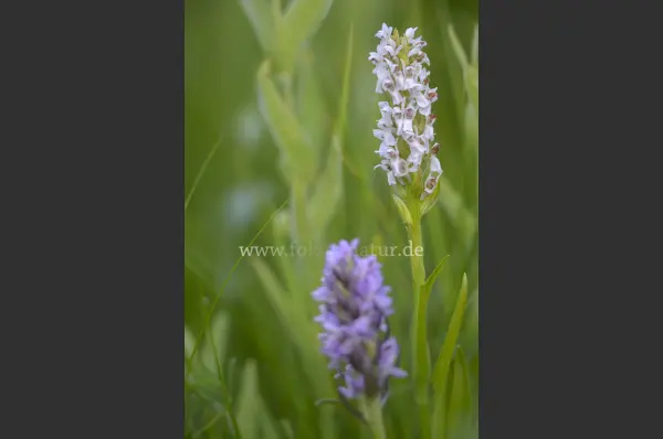 Fokus-Natur Bild