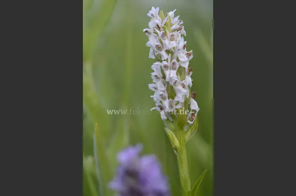 Fokus-Natur Bild