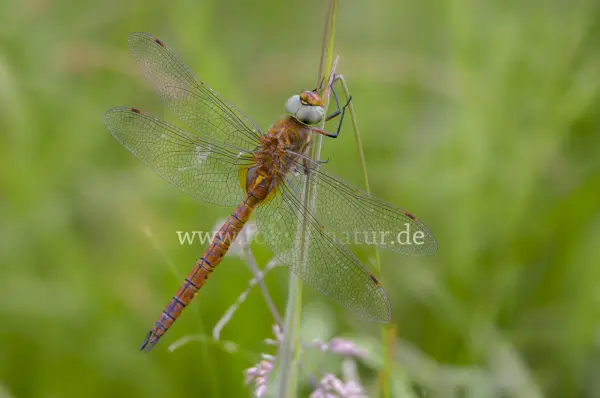Fokus-Natur Bild