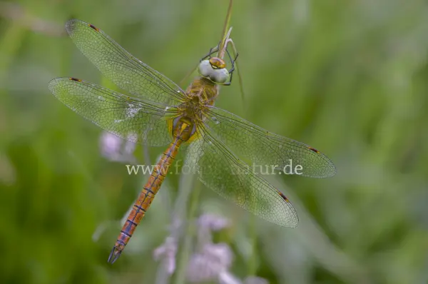 Fokus-Natur Bild