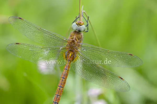 Fokus-Natur Bild