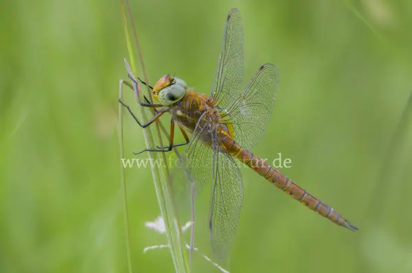 Fokus-Natur Bild