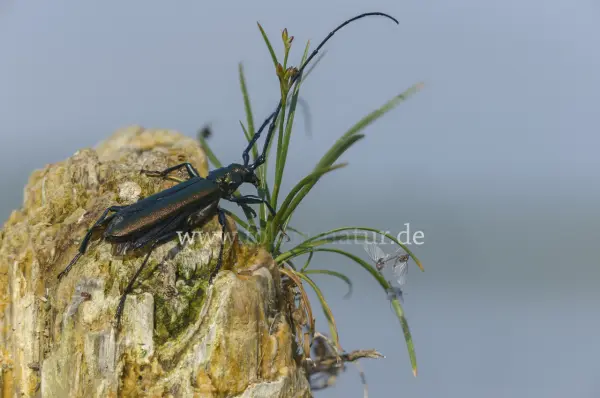 Fokus-Natur Bild