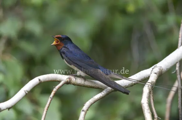 Fokus-Natur Bild