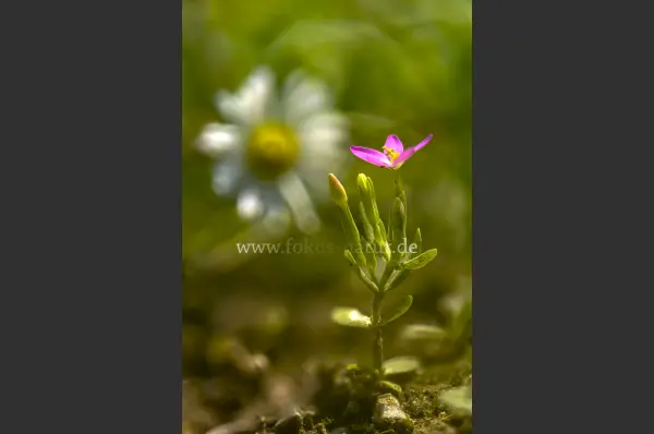 Fokus-Natur Bild