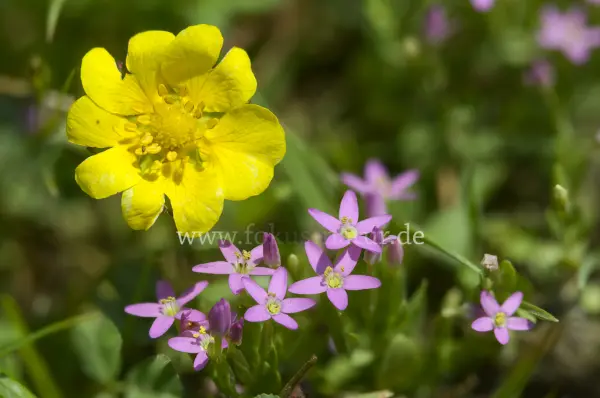 Fokus-Natur Bild
