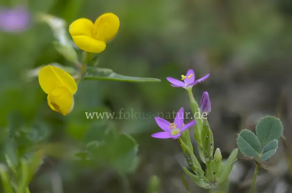 Fokus-Natur Bild