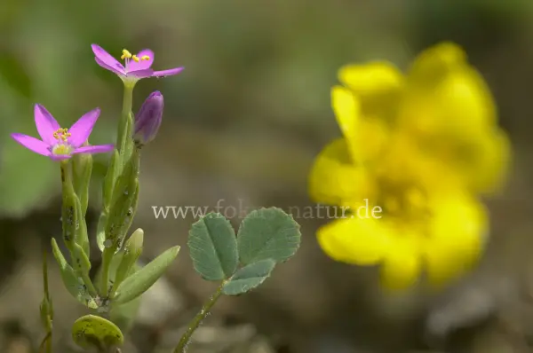 Fokus-Natur Bild