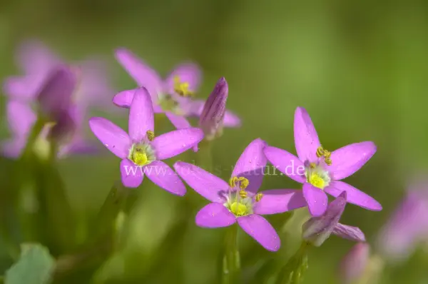 Fokus-Natur Bild