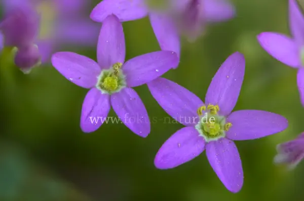 Fokus-Natur Bild