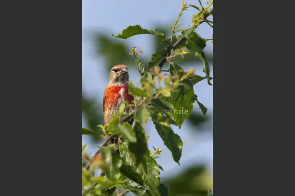 Fokus-Natur Bild