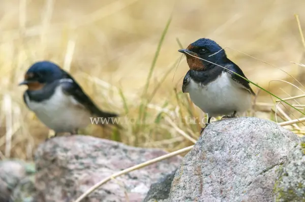 Fokus-Natur Bild