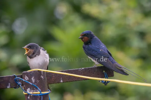 Fokus-Natur Bild