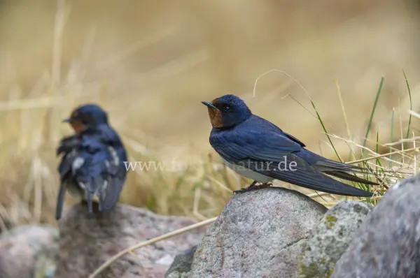 Fokus-Natur Bild