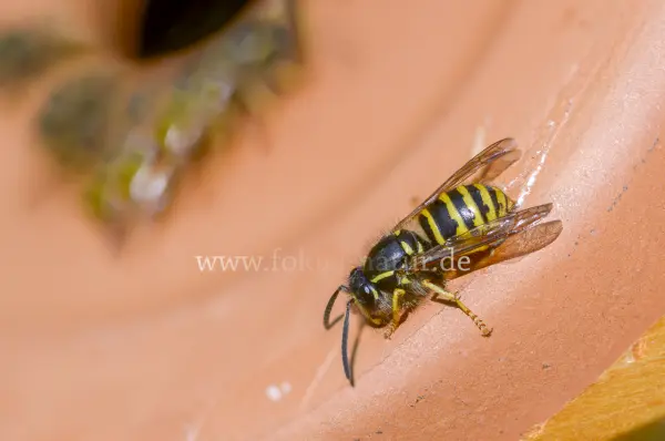 Fokus-Natur Bild