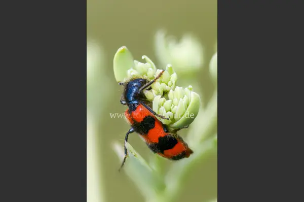 Fokus-Natur Bild